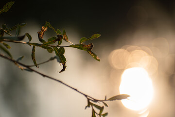 the last rays of the setting sun illuminate the leaves on the trees