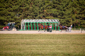 Horses trotter breed in motion on hippodrome, Harness horse racing