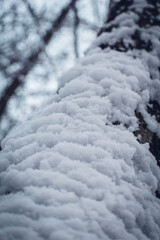 wood texture. tree bark sprinkled with snow.