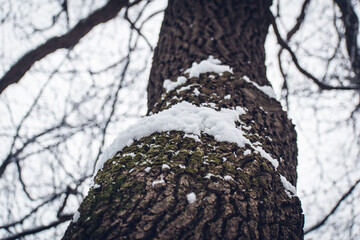 wood texture. tree bark sprinkled with snow.