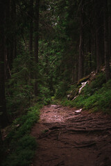 forest trail in the Carpathians
