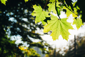 green leaves on a tree. spring park