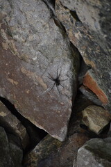 little spider on a stone