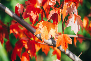 red leaves on a tree. autumn park
