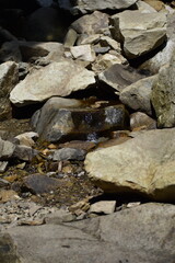 water in a mountain stream in the Carpathians