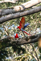 Two scarlet macaw birds sitting in a tree flapping their wings and arguing 