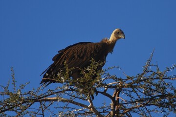 Kapgeier (Gyps coprotheres) auf einem Baum in der Savanne in Namibia. 