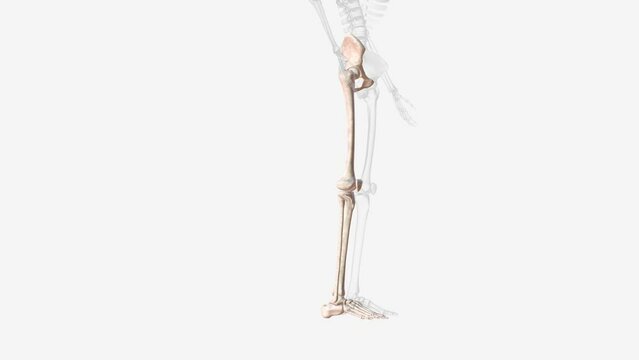 Bones of right Iower limb .