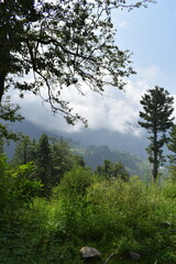 forest in the mountains