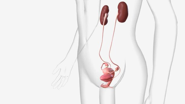 The urinary system consists of the kidneys, ureters, urinary bladder, and urethra