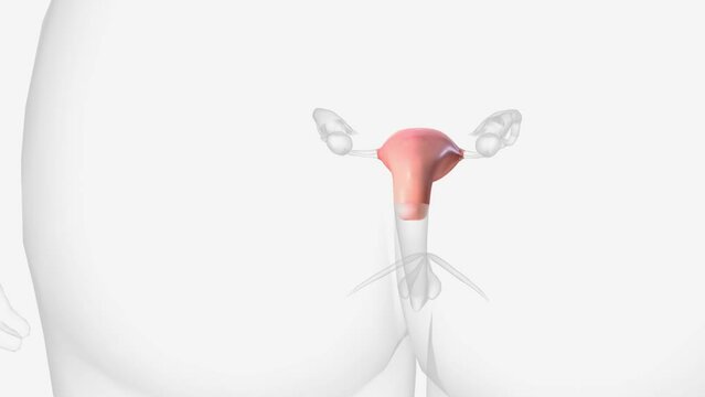 The uterus is a hollow muscular organ located in the female pelvis between the bladder and rectum .