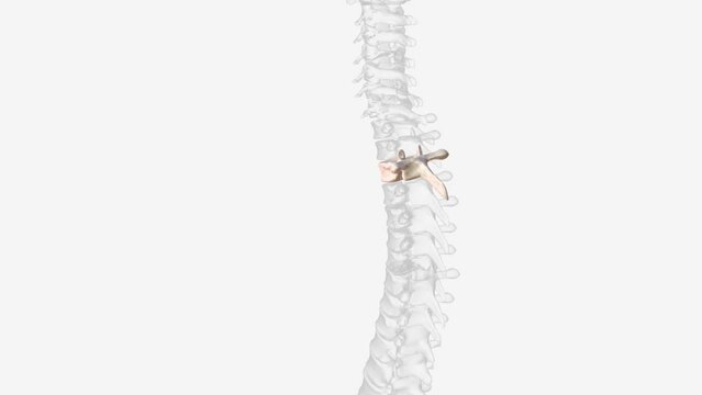 Third thoracic vertebrae (T3): The thoracic spinal nerve 3 passes through underneath T3 .
