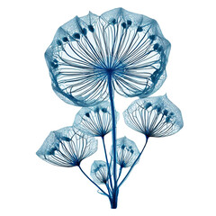 Flower Structure Skeletons with Veins, x-ray art, 