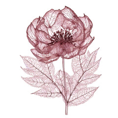 Flower Structure Skeletons with Veins, x-ray art, 
