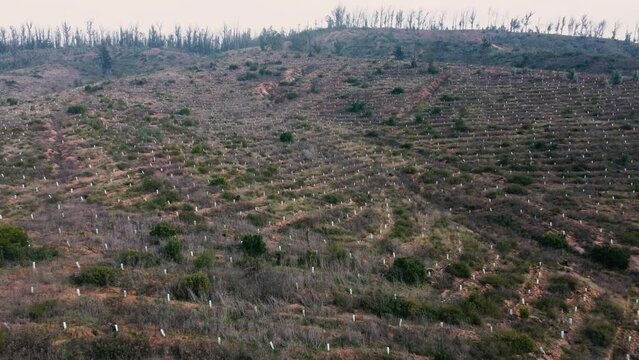 Reforestaci&oacute;n de &aacute;rboles con vista a&eacute;rea de dron 
