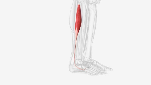 In human anatomy, the fibularis longus is a superficial muscle in the lateral compartment of the leg.