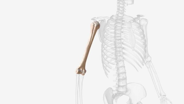 The humerus is a long bone located in the upper arm, between the shoulder joint and elbow joint.