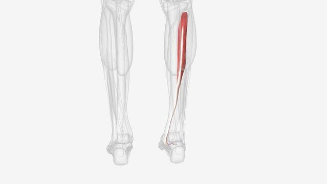 Tibialis posterior is the deepest and most central muscle in the posterior compartment of leg .