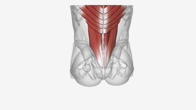 The muscles in the back are the trapezius, rhomboids, latissimus dorsi, erector spinae, multifidus, and quadratus lumborum.
