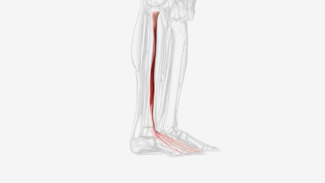 The extensor digitorum longus (EDL) is 1 of 4 muscles in the anterior compartment of the lower leg .