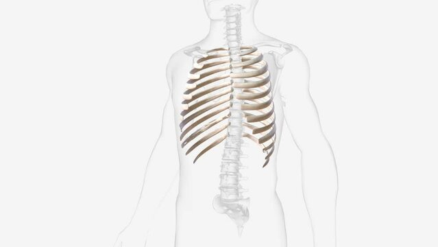 The vertebral column surrounds the spinal cord which travels within the spinal canal, formed from a central hole within each vertebra