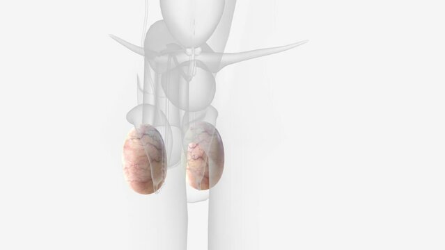 The testes are 2 small organs that are found inside the scrotum .