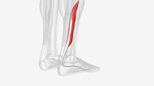 The flexor hallucis longus muscle (FHL) attaches to the plantar surface of phalanx of the great toe and is responsible for flexing that toe.