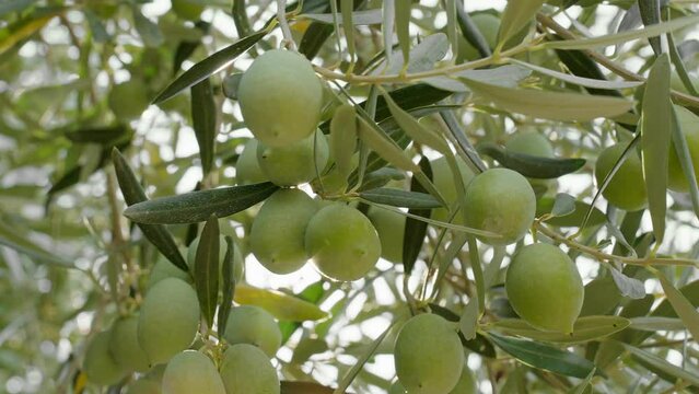 Olives on branch closeup growing on an olive tree in Mediterranean in Greece in summer gently swinging in wind slow motion in an agricultural garden.Olive oil. Cinematic view. Healthy eating concept
