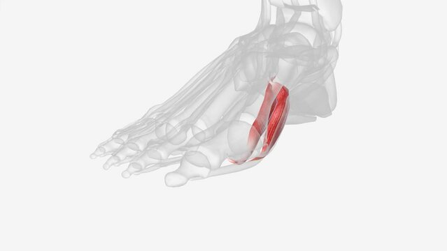 The primary function of the flexor hallucis brevis is flexion of the great toe at the metatarsophalangeal joint .