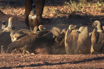 Geierfütterung in Namibia.