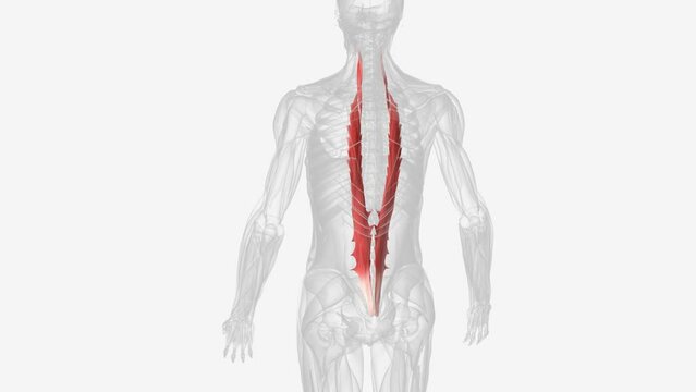 The longissimus muscle is a long intrinsic muscle of the back and together with spinalis and iliocostalis muscles, comprises the erector spinae group