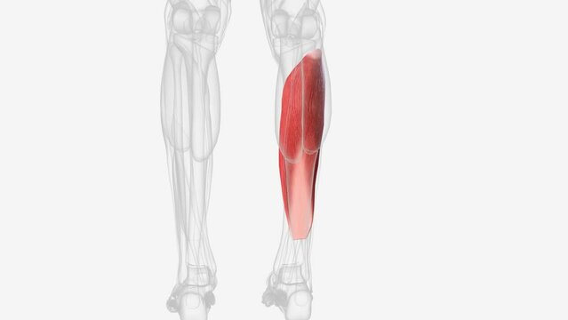 The soleus muscle is a wide flat leg muscle found on the posterior leg .