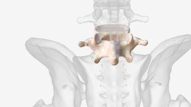 The fifth lumbar spine vertebrae (L5) is part of the greater lumbar region.