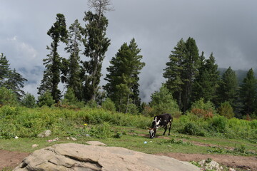 cattle in the field