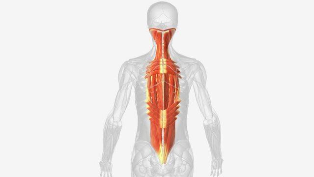 The muscles in the back are the trapezius, rhomboids, latissimus dorsi, erector spinae, multifidus, and quadratus lumborum.
