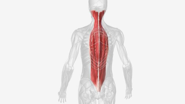 There are three intermediate intrinsic back muscles the iliocostalis, longissimus and spinalis.