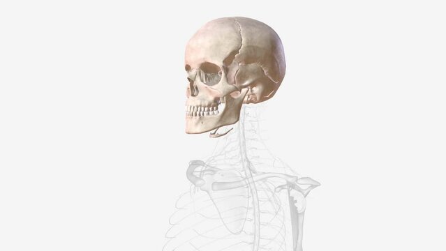 The bones of the skull are 22 bones, organized into a cranial skeleton (8 bones) that surrounds the brain and a facial skeleton (14 bones )