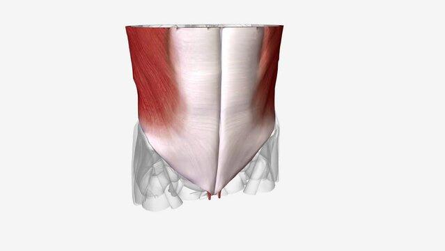 The abdominal muscles are the muscles forming the abdominal walls, the abdomen being the portion of the trunk connecting the thorax and pelvis