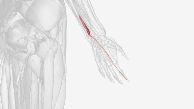 The extensor indicis is a muscle within the deep compartment of the posterior forearm .