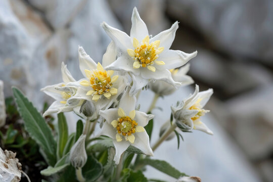 The Edelweiss basking in sun-kissed splendor, radiating a warm glow on its pristine petals