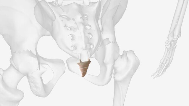 The coccyx, or tailbone, is a small triangle-shaped bone derived from the fusion of four coccygeal vertebrae at the end of the vertebral column