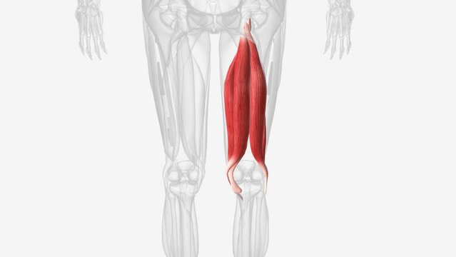 Muscles of right Iower leg .