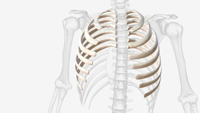 The true ribs include rib pairs 1-7, with each rib articulating posteriorly to the thoracic vertebrae and anteriorly to the sternum via costal cartilages