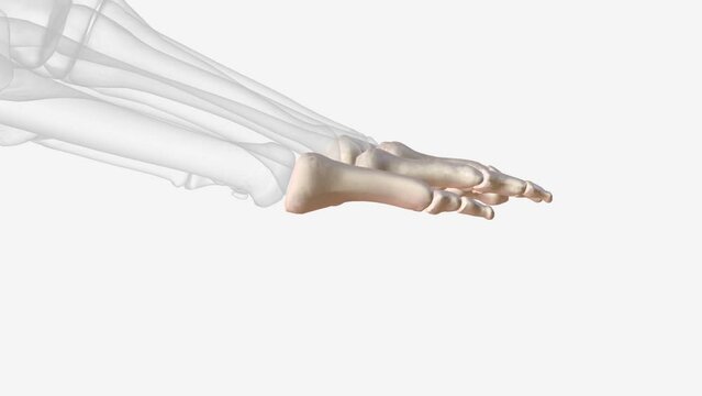 The phalanges are small bones of fingers found in hands and feet. Each foot is composed of 14 phalanges .