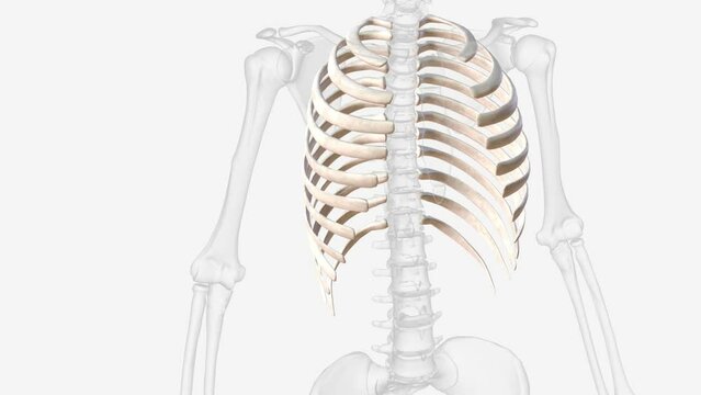 The rib cage consists of 24 ribs (2 sets of 12), which are attached to a long, flat bone in the centre of the chest called the sternum