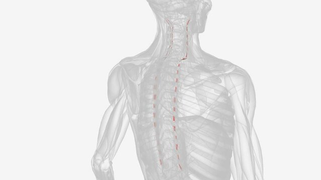 Intertransversarii are short back muscles that connect adjacent transverse processes of vertebrae .