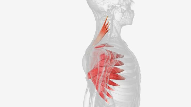 Levator scapulae is a posterior Axio-appenducular muscle that connects the upper limb to the vertebral column .