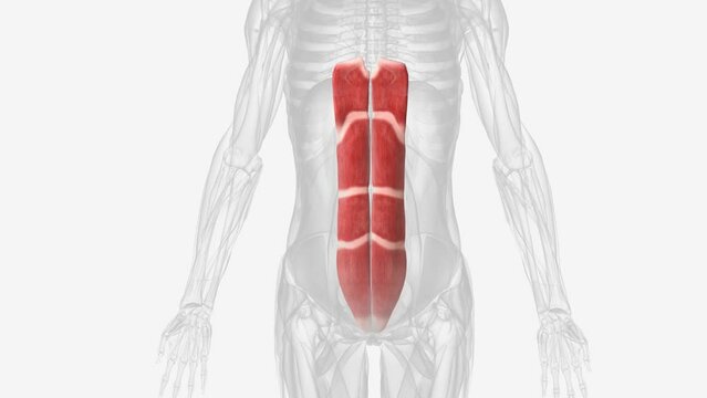 rectus abdominis slung between the ribs and the pubic bone at the front of the pelvis.