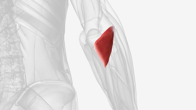 The anconeus is a muscle within the superficial compartment of the posterior forearm .