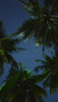 Experience the mesmerizing sight of palm trees and stars dancing together in the night sky.